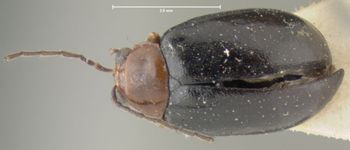 Media type: image; Entomology 18442   Aspect: habitus dorsal view